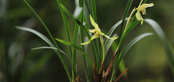 中国兰花网（人文兰花）